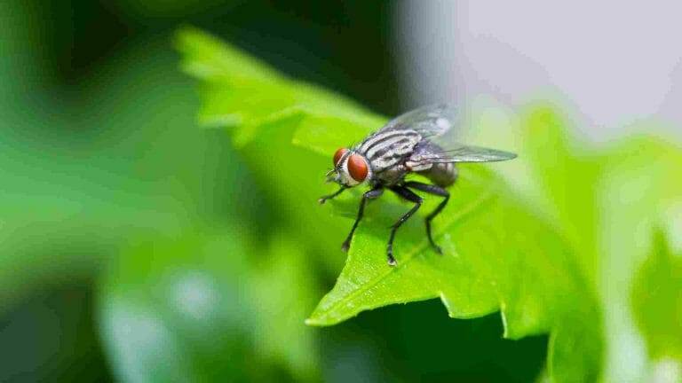How To Get Rid of Cluster Flies Naturally