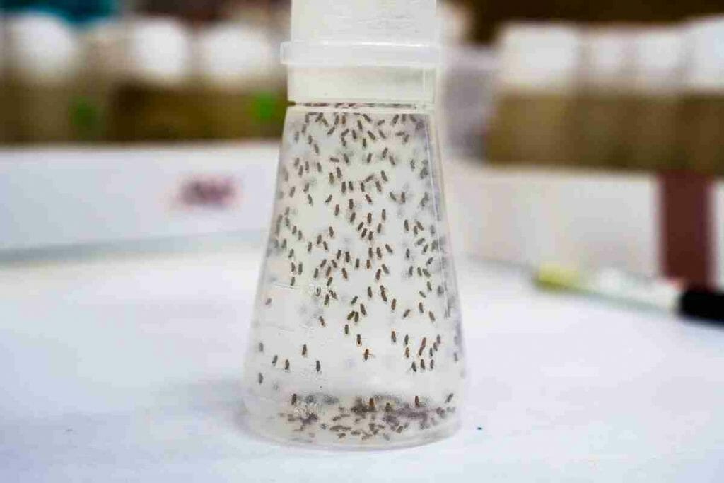 How to get rid of cluster flies with bleach
