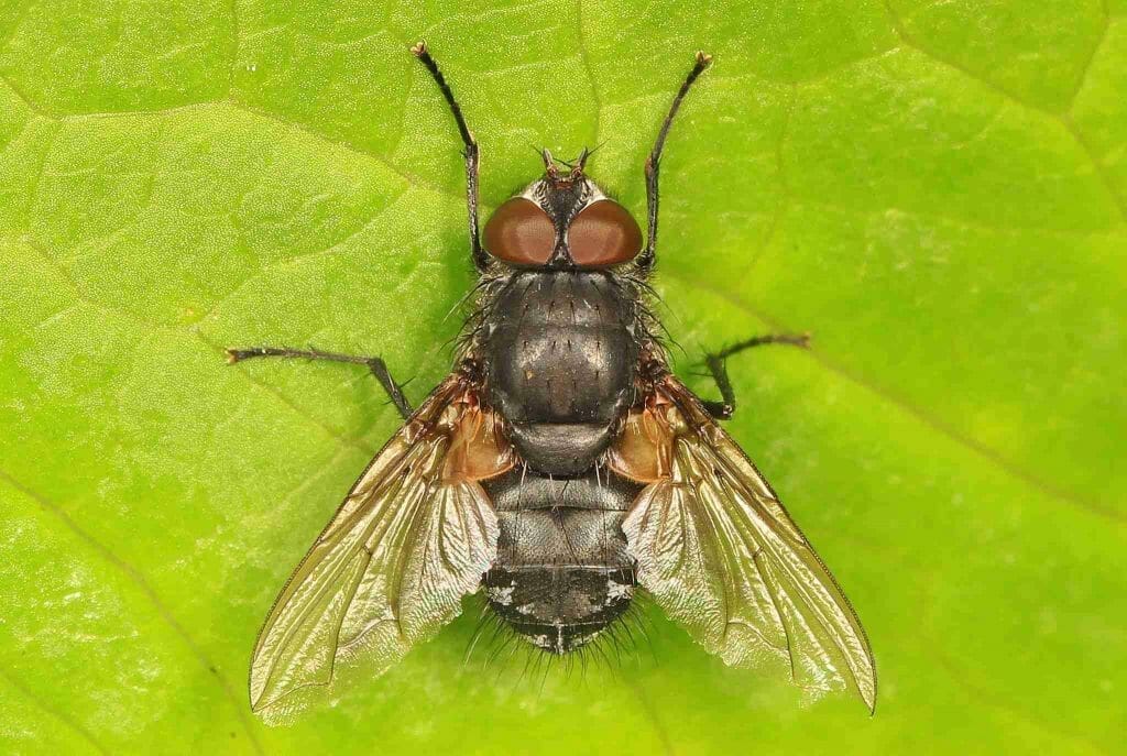 What are cluster flies and how do they look like?