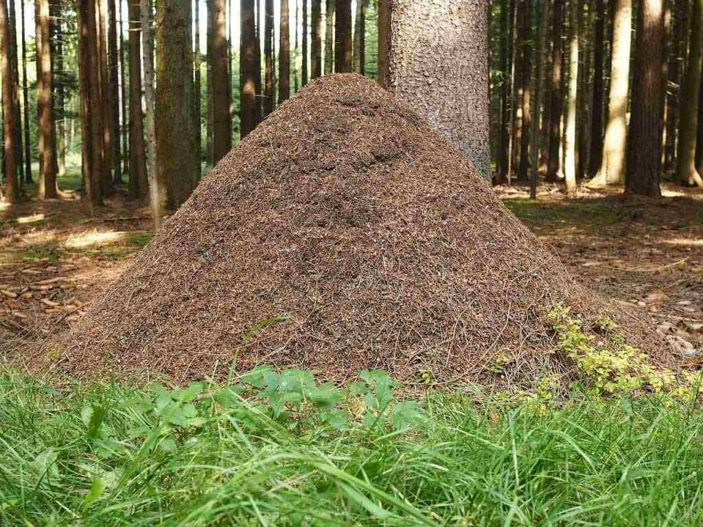 Good Reasons to Know How to Get Rid of Ant Hills