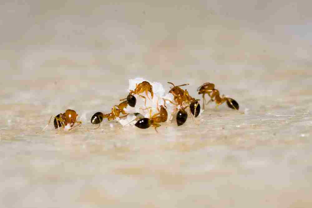 Homemade ant baits