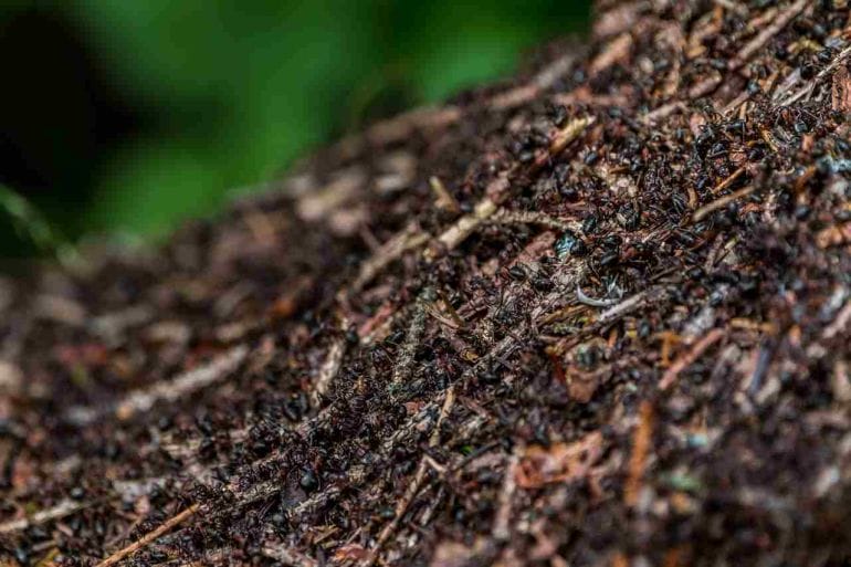 How Ants Build Their Anthills