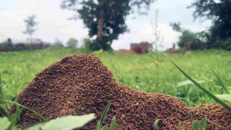 How To Get Rid of Ant Hills in Your Backyard