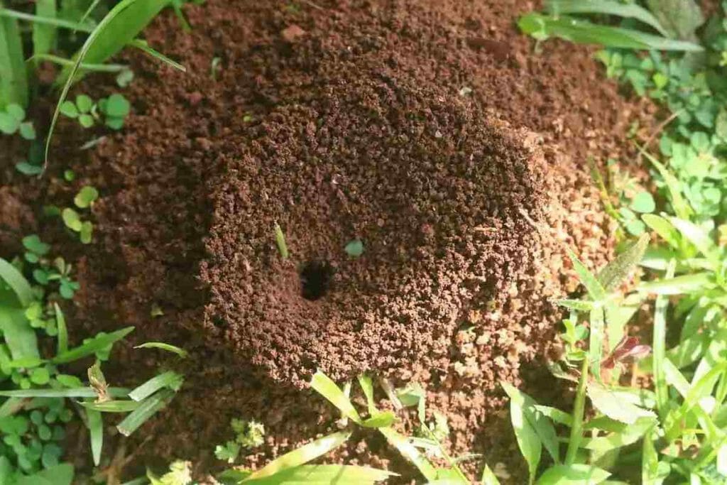 How to Get Rid of Ant Hills Naturally with Easy Home Remedies