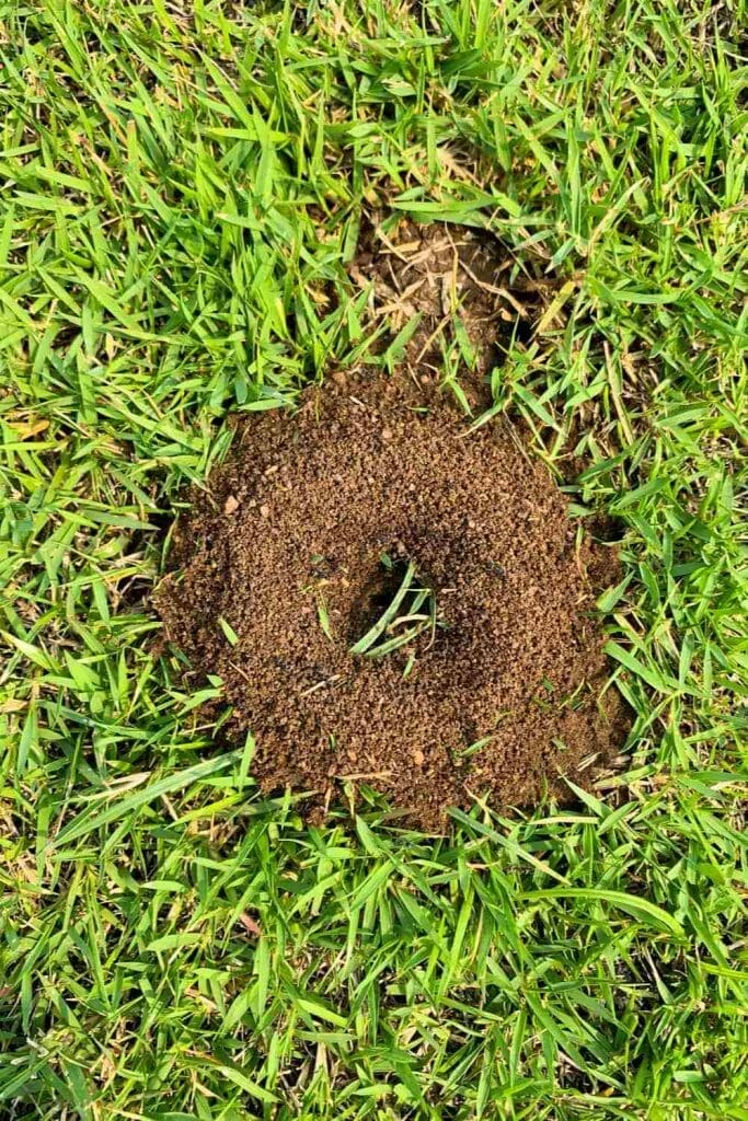 Tricks on How to Get Rid of Ant Hills without Killing Grass