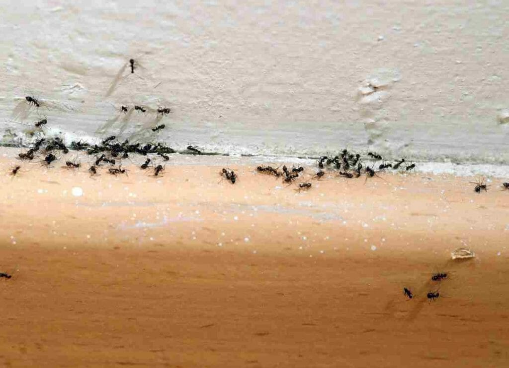 Eliminate Ants with Chalk Lines