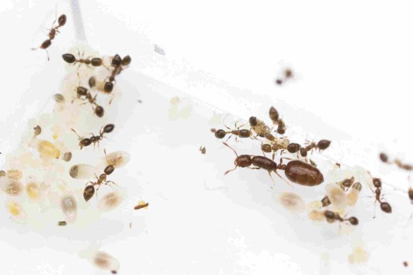 Eliminate Ghost Ants in Your Home
