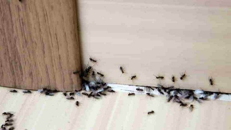 How To Get Rid of Ants In Apartment