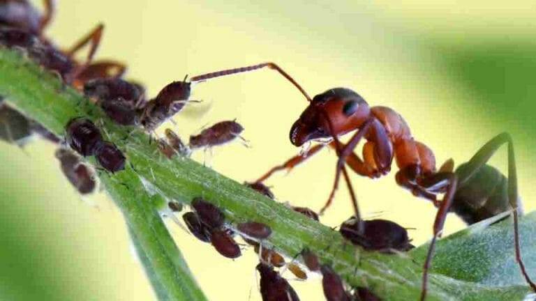 How to Get Rid of Ghost Ants
