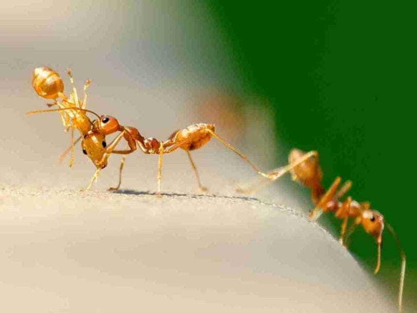 How to Get Rid of Ghost Ants