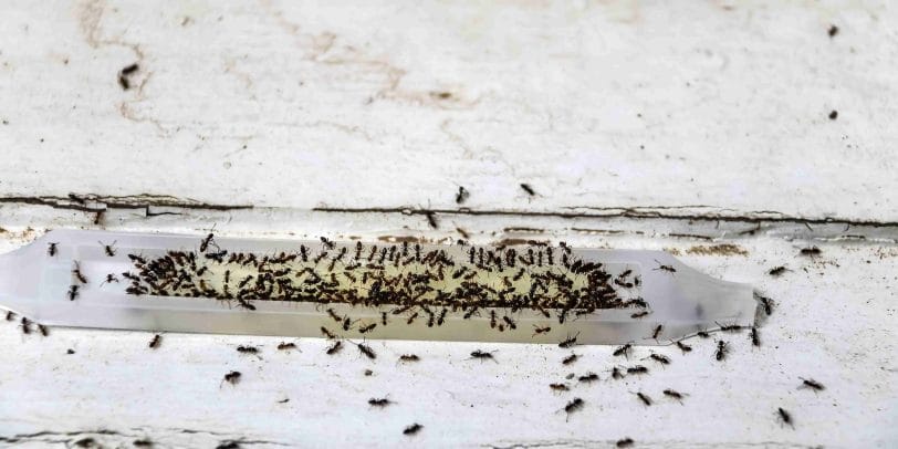 Vinegar to Kill Ghost Ants Naturally