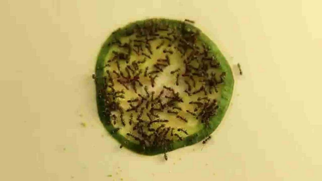 cucumber ghost ants