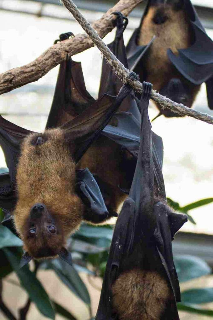 Get Rid of Bats from Your Attic