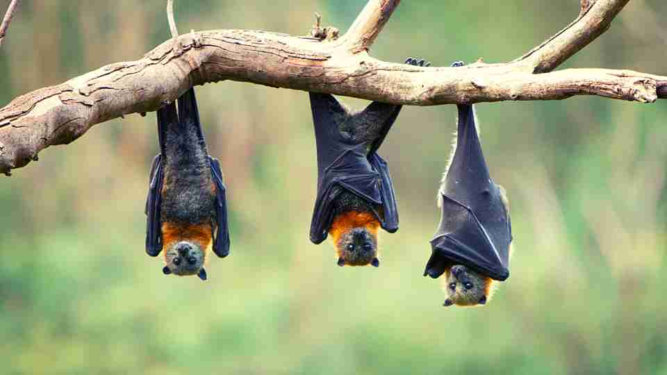 How Do You Get Rid of Bats Properly and Keep Them Away