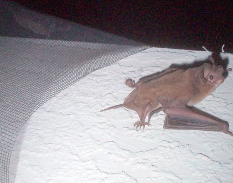 How to get rid of bats in the attic by creating a disturbance