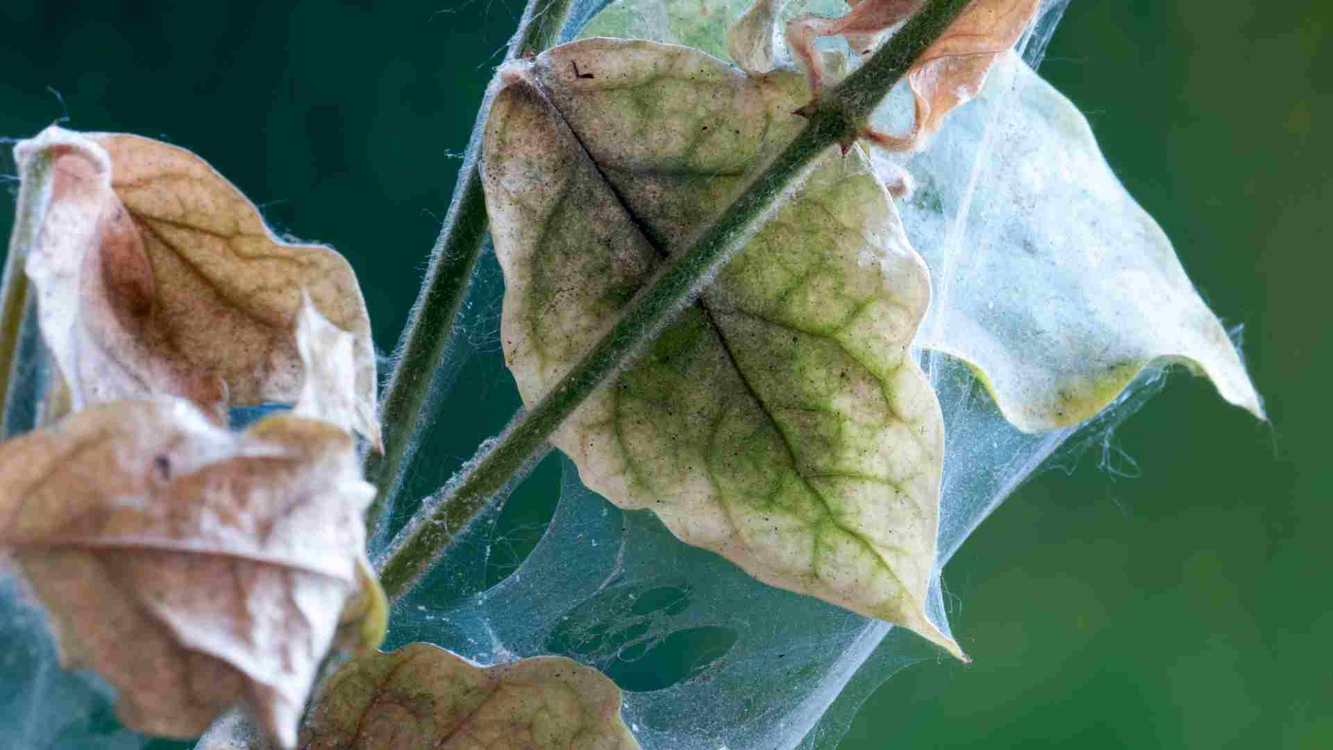 How to get rid of spider mites during flowering