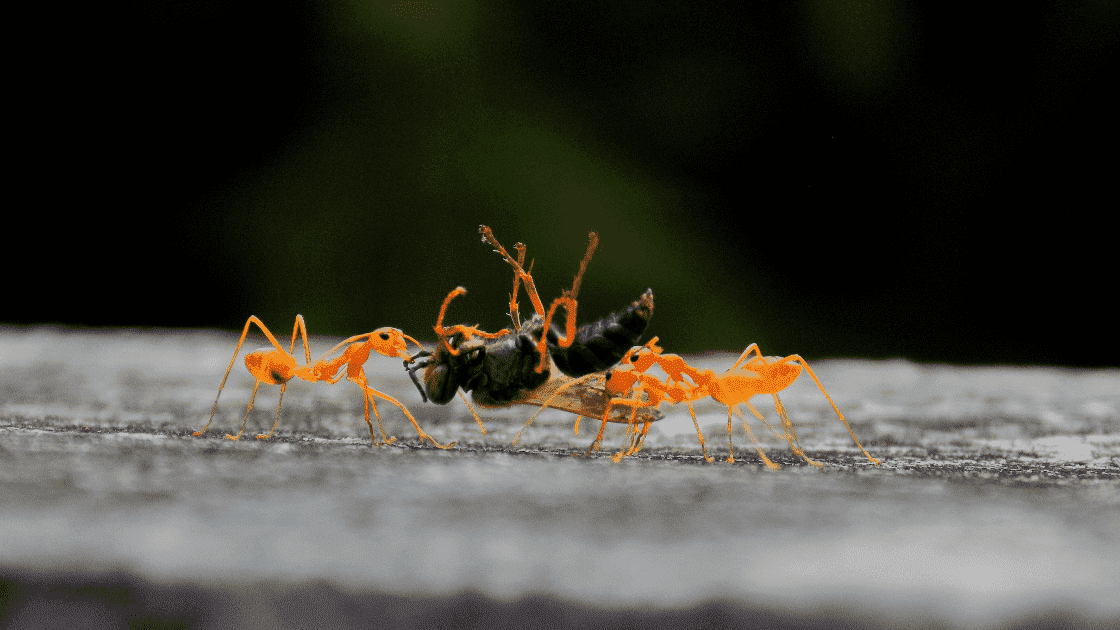 how to get rid ant on carpet