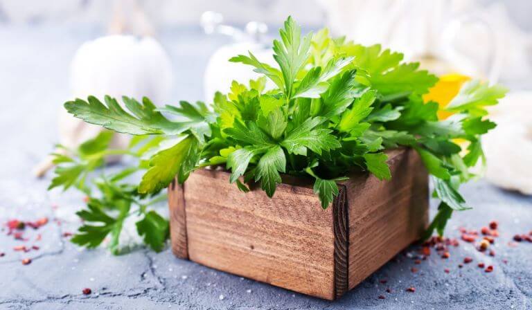 How To Harvest Parsley without Killing The Plant